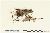 藏品(小金髮苔屬)的圖片